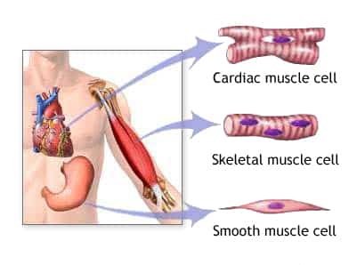 Berikut ini yang bukan macam-macam otot dalam tubuh manusia adalah